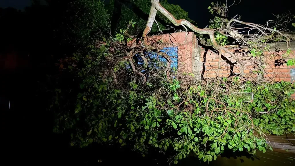Tempestade causa estragos em Jataí; queda de árvores e fios de alta tensão, e mais de 38 mm de chuva