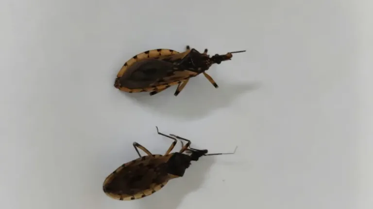 Aumento de barbeiros em Goiânia supera 100% em 2026 e acende alerta para a doença de Chagas